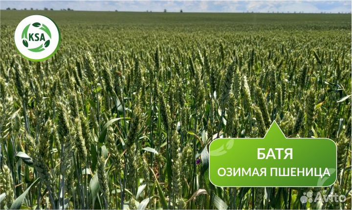 Озимая пшеница 