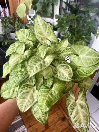 Сингониум (отростки)