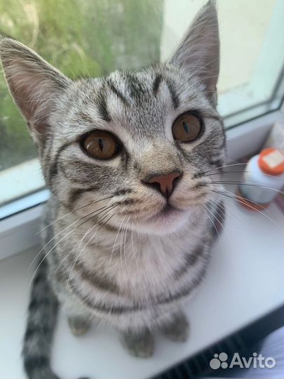 Коты бесплатно