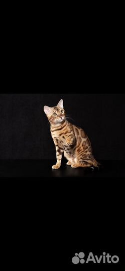 Бенгальский кот