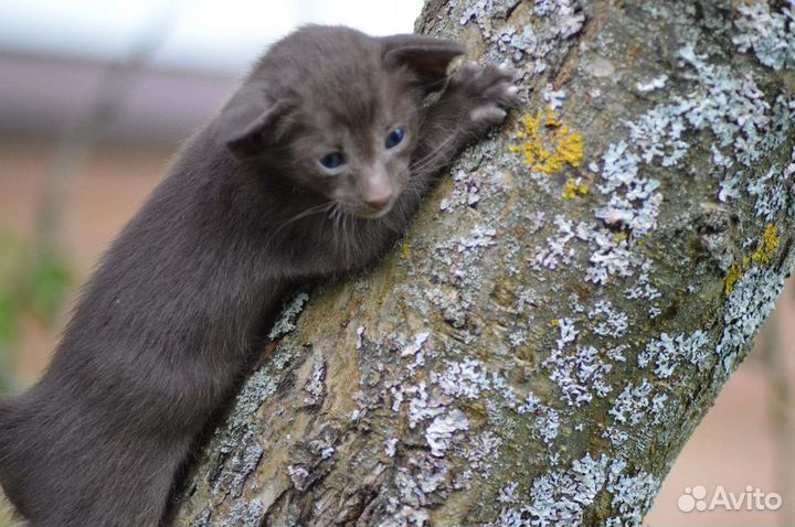 Ориентальные малыши