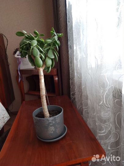 Денежное дерево