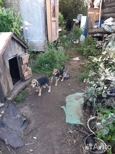 Щенки русской гончей