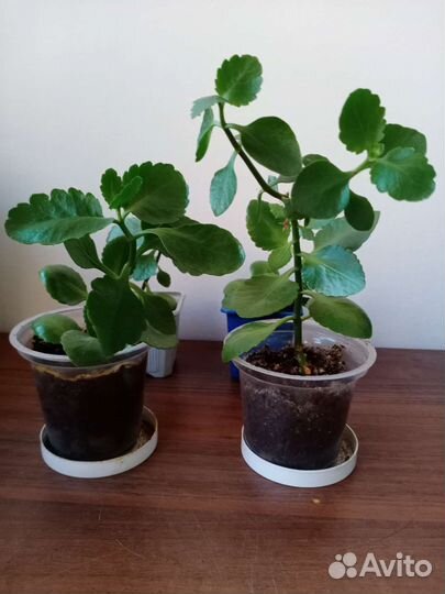 Каланхоэ красный