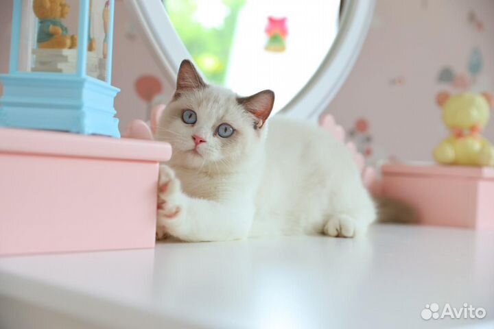 Британский котёнок необычного окраса