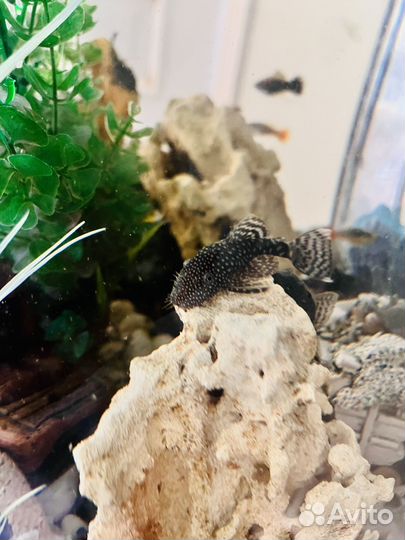 Аквариумные рыбки сомики