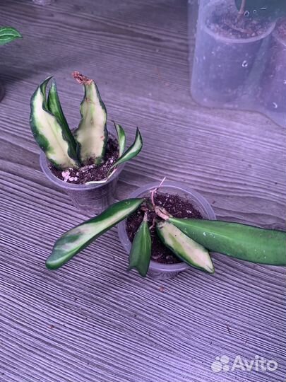 Хойи сортовые 1