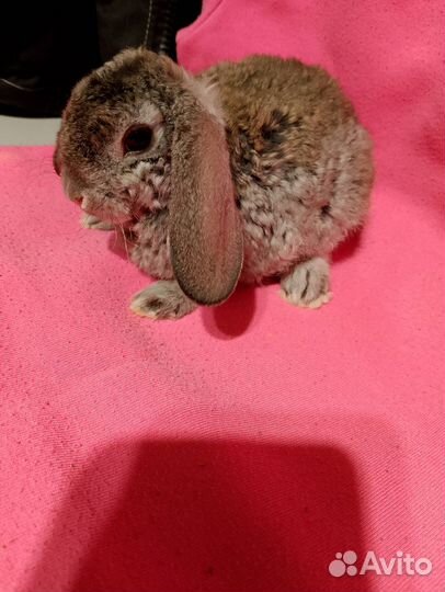 Мини Крольчата