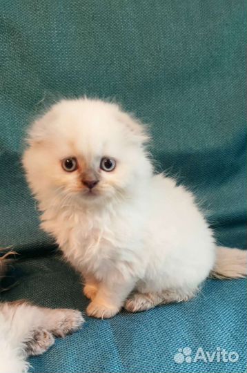 Котята шотландцы вислоухие