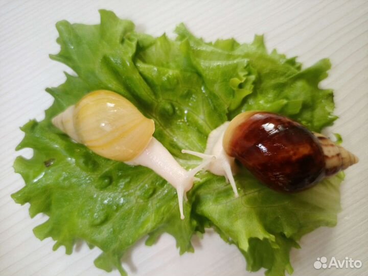 Улитки ахатины и архахатины. Отправка, доставка