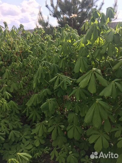 Каштан, саженцы 2-х, 3-х летние