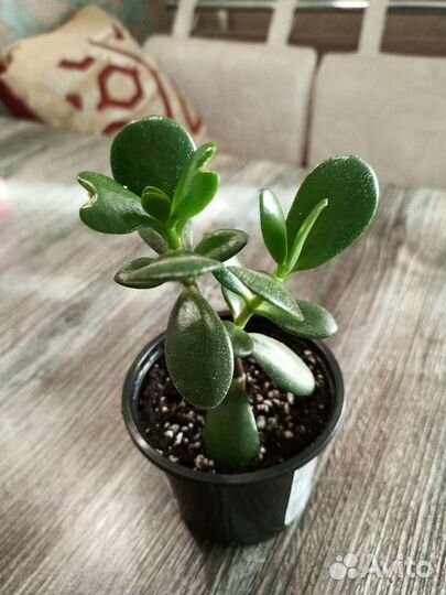 Толстянка (денежное дерево)