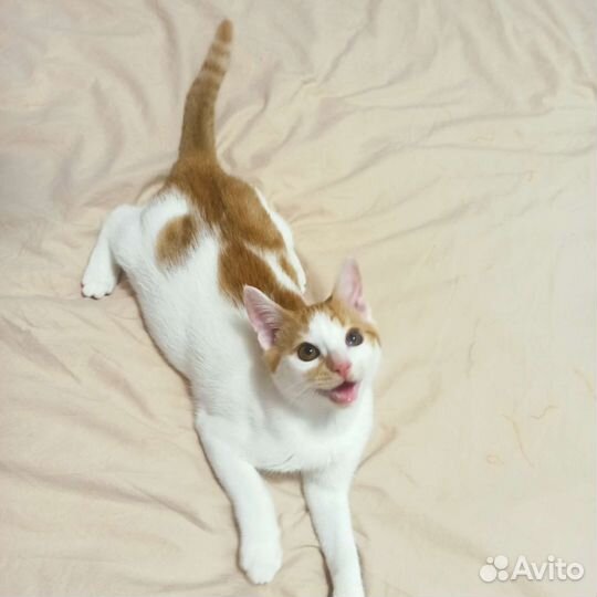 Самый милый котенок