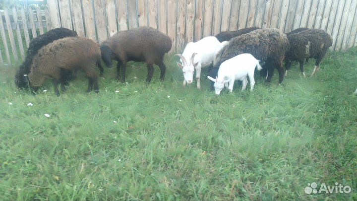 Продам овцематок и коз