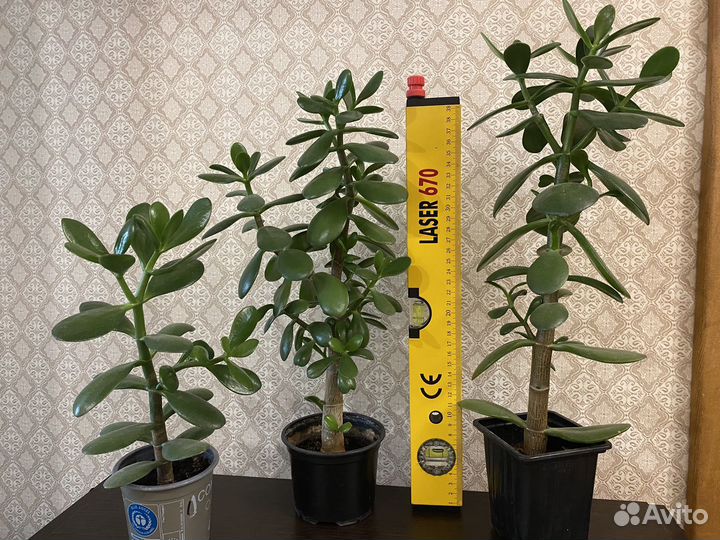 Толстянка «денежное дерево» (цветы)