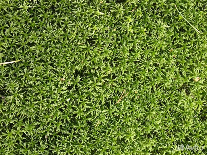 Мох сфагнум живой