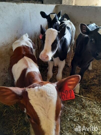 Телята доставка