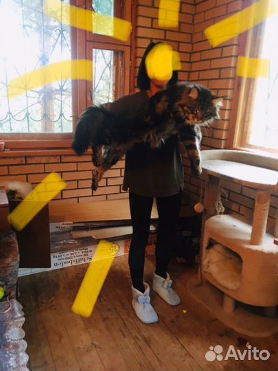 Вязка мейнкун