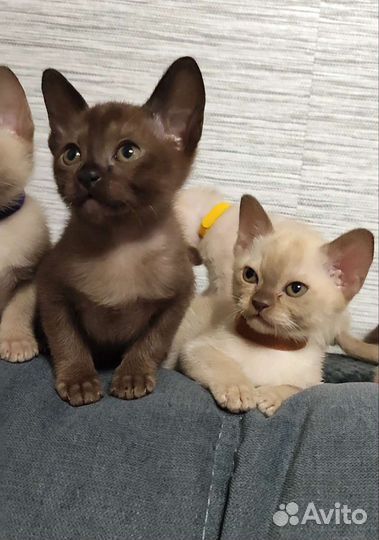 Бурманская любовь на все 100