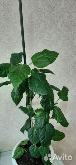 Комнатные цветы Китайская роза