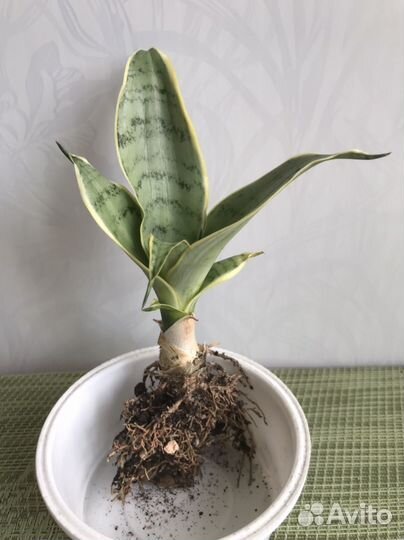 Сансевиерия Ханни Крем