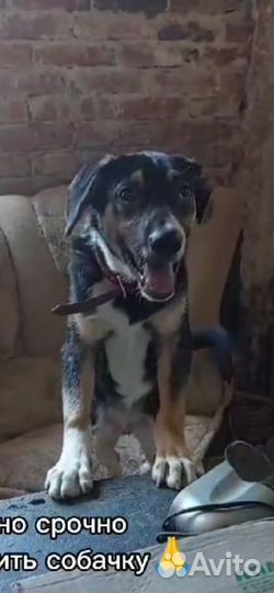 Щеночек Ник