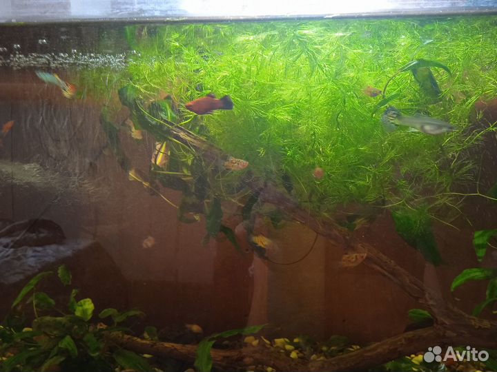 Мальки гуппи