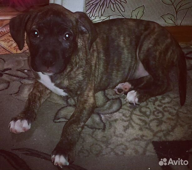 Продам щенка стаффа