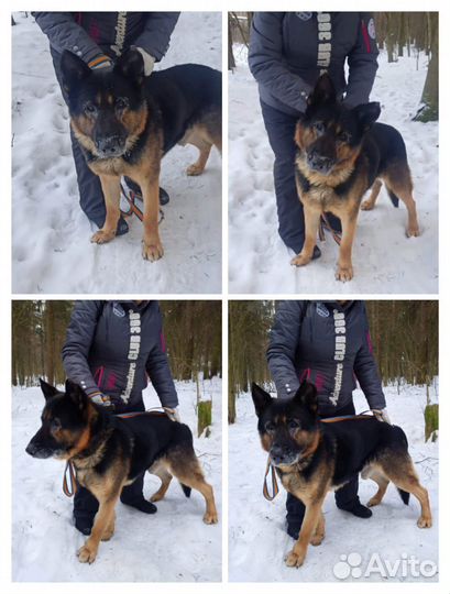 Немецкая овчарка