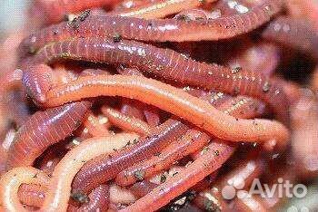 Червь для рыбалки