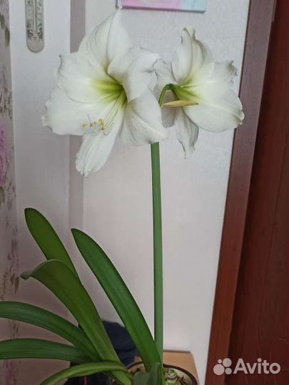 Луковица Гиппеаструма белого