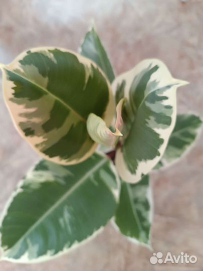 Фикус пятнистый