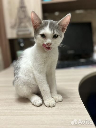 Котенок в добрые руки