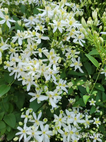 Клематис Ломонос, спирея Грефшейм