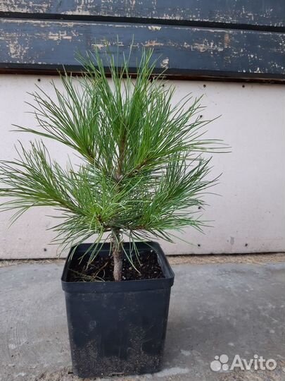 Саженцы сосны чёрной