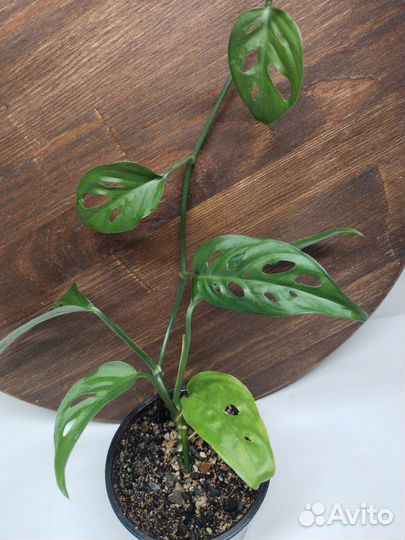 Монстера Адансона