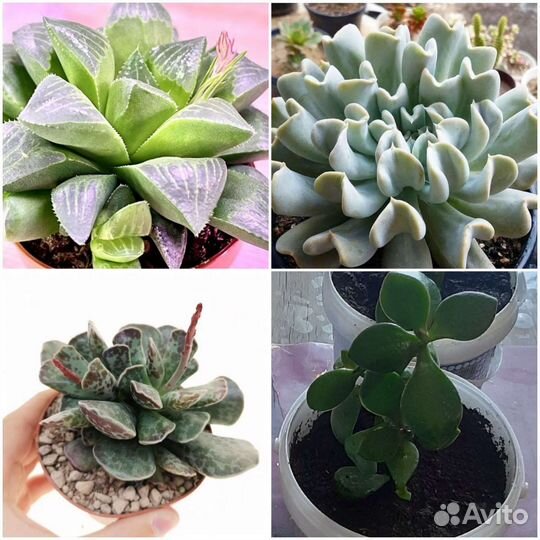 Суккуленты :Толстянка,Харвотия,Эхеверия,Адромискус