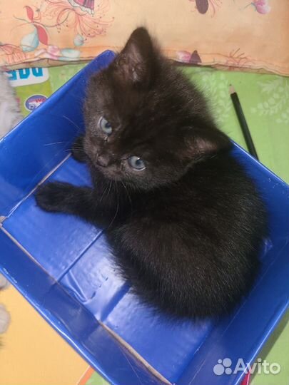 Котёнок от породистои кошки