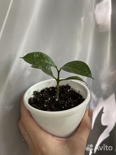 Табернемонтана, хойя мультифлора, хатиора, руттия