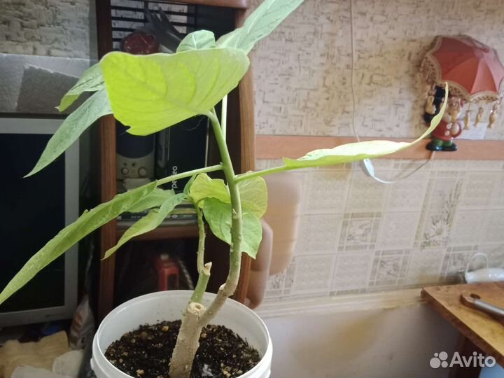 Бругмансия