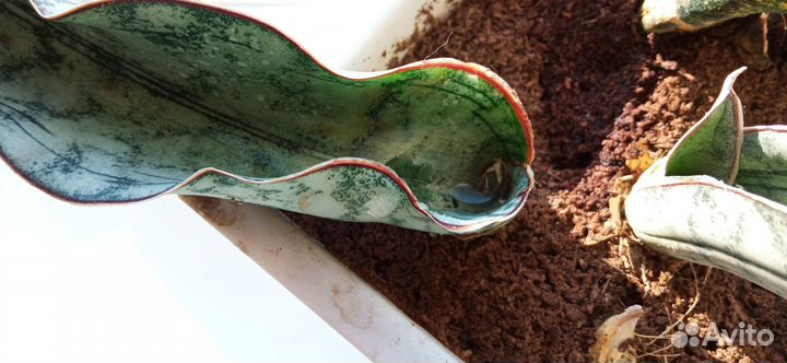 Сансевиерия сортовая 3