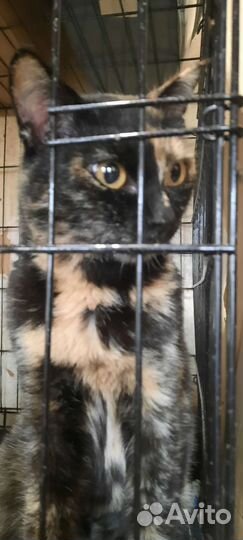 Кот и кошка