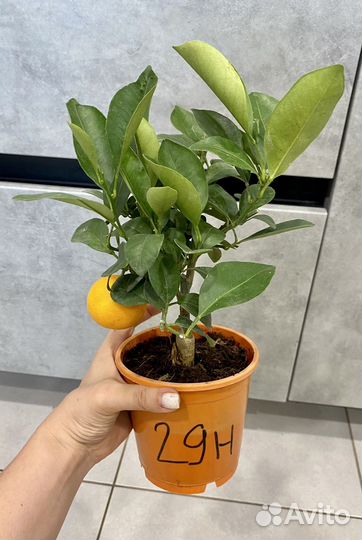 Мандариновое дерево с плодами