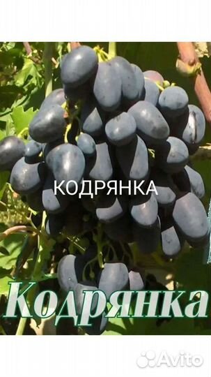 Саженцы винограда из Молдавии