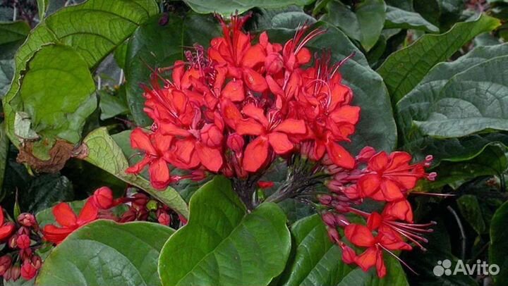 Клеродендрум специозум, г-жи Томсон. Аглаонема