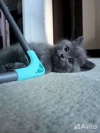 Котенок в добрые руки