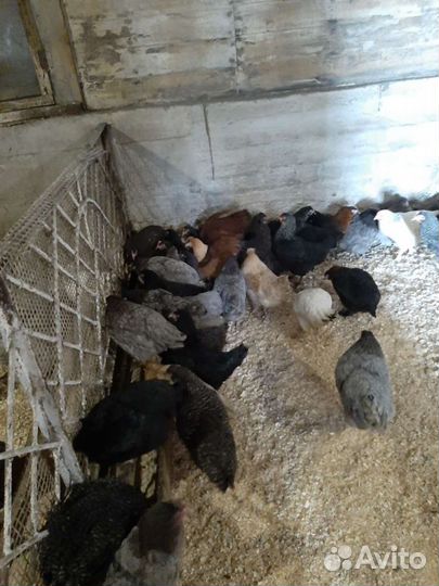 Бройлера от месячного до забойного