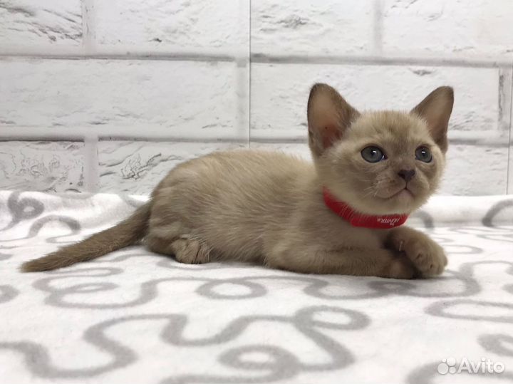 Бурманская