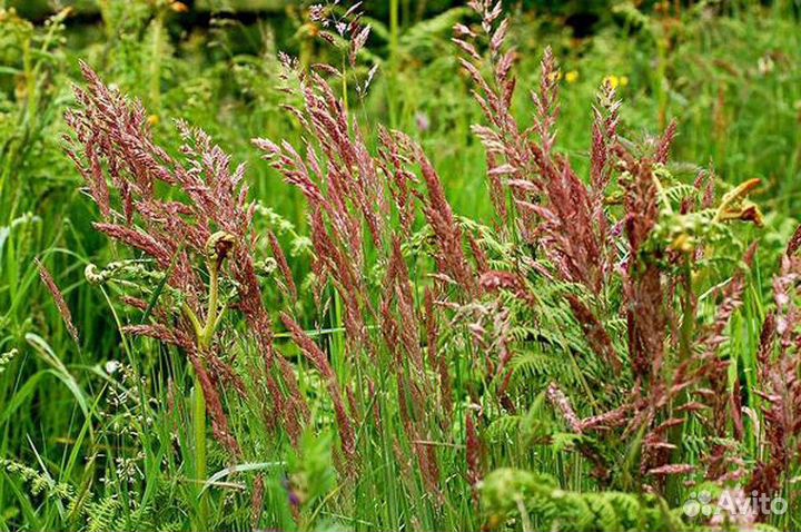 Семена овсяница красная оптом от 100кг