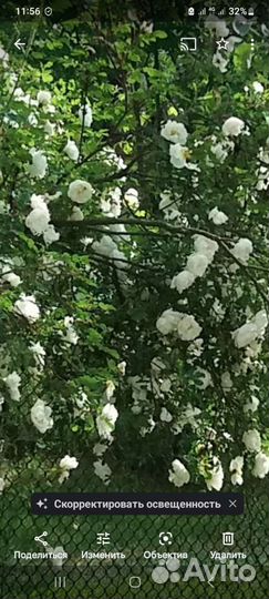 Саженцы вишни шиповника каштана и дуба